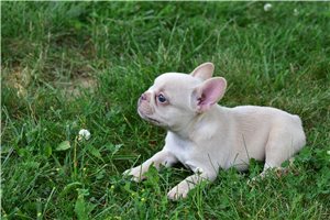 Margo - French Bulldog for sale