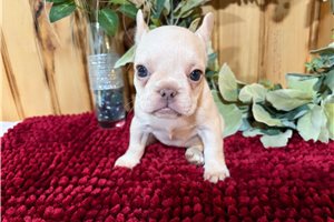 Margo - French Bulldog for sale