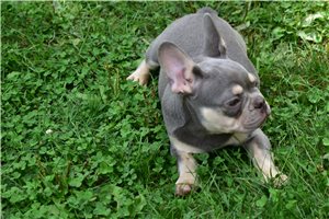 Maxwell - French Bulldog for sale