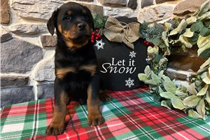 Damian - puppy for sale