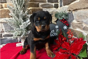 Daniel - Rottweiler for sale