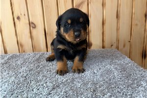 Elias - puppy for sale