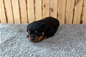 Erik - puppy for sale