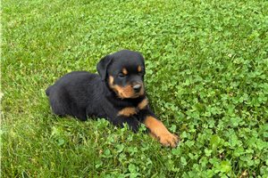 Emmaline - Rottweiler for sale