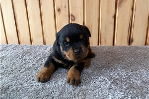 Elena - Rottweiler for sale