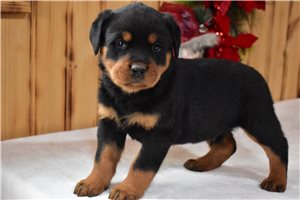 Dylan - puppy for sale