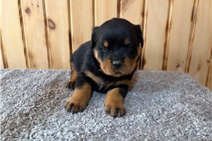 Edwin - puppy for sale