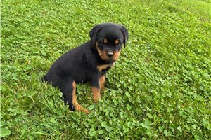 Elena - Rottweiler for sale