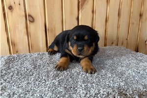 Emmaline - puppy for sale