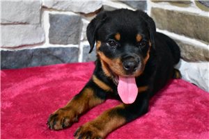 Emmaline - Rottweiler for sale
