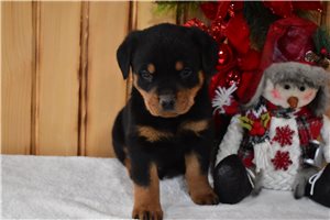 David - Rottweiler for sale