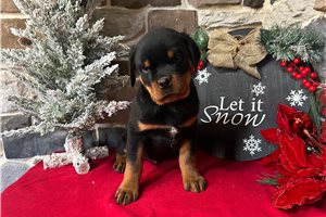 Declan - puppy for sale