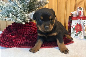 Dominic - Rottweiler for sale