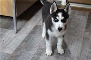 Leonardo - Siberian Husky for sale