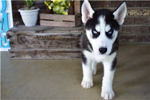 Leopold - Siberian Husky for sale
