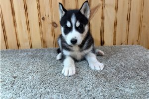 Leopold - Siberian Husky for sale