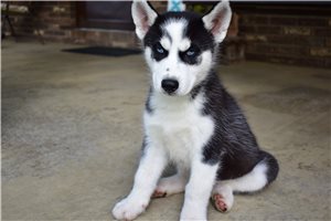 Leonardo - Siberian Husky for sale