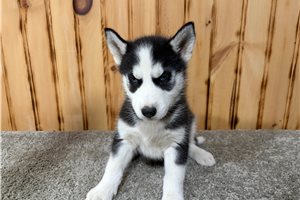 Leonardo - Siberian Husky for sale
