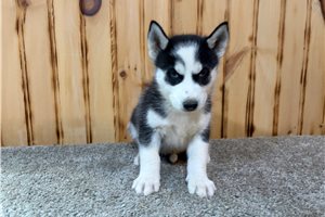 Leroy - Siberian Husky for sale
