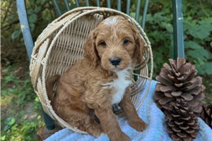 Eggo - puppy for sale