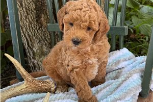 Eggbert - Goldendoodle, Mini for sale