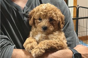 Eclair - Goldendoodle, Mini for sale
