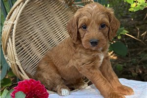 Ester - Goldendoodle, Mini for sale