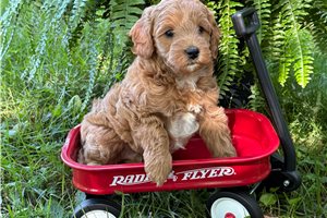 Elmer - puppy for sale