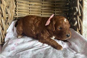 Brylei - Goldendoodle, Mini for sale