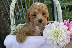 Eclair - puppy for sale