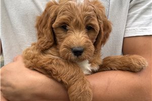 Eggo - Goldendoodle, Mini for sale