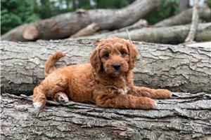 Ester - Goldendoodle, Mini for sale