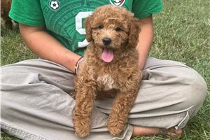 Eggbert - Goldendoodle, Mini, placed in Southwest Michigan