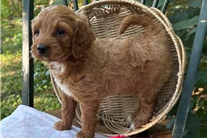 Ester - puppy for sale