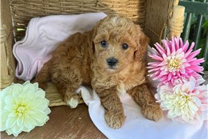 Eevee - puppy for sale