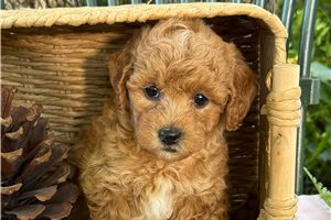 Eevee - Mini Goldendoodle for sale