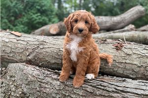 Eggo - Goldendoodle, Mini for sale