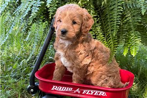 Elmer - puppy for sale