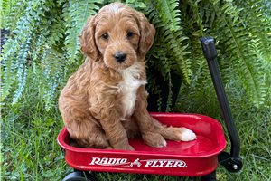 Eggo - Goldendoodle, Mini for sale