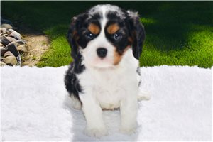 Meyer - Cavalier King Charles Spaniel for sale