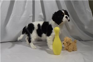 Nora - Cavalier King Charles Spaniel for sale