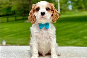 Atom - puppy for sale