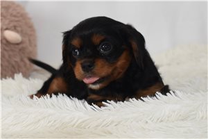 Bart - puppy for sale
