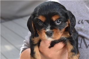 Champ - puppy for sale