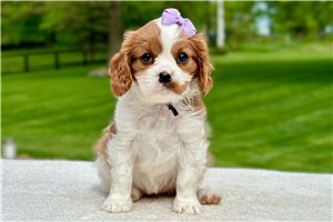 Alexis - Cavalier King Charles Spaniel for sale