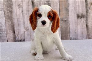Ashton - Cavalier King Charles Spaniel for sale