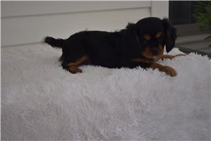 Axel - puppy for sale