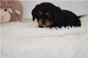 Franky - puppy for sale