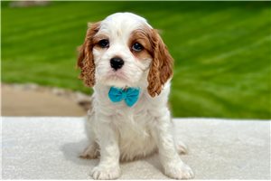 Ashton - puppy for sale