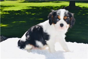 Mercutio - puppy for sale
